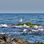 Gaviota en Villaricos