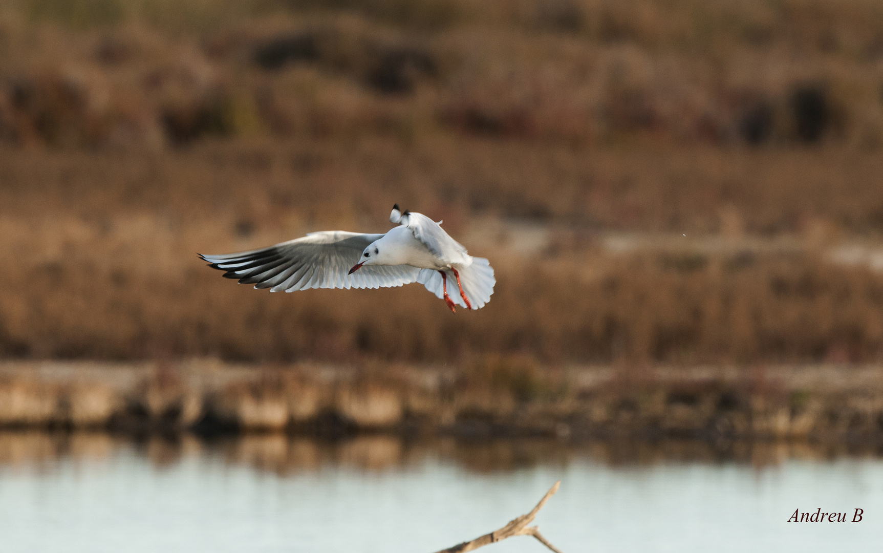 gaviota en vuelo