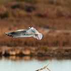 gaviota en vuelo