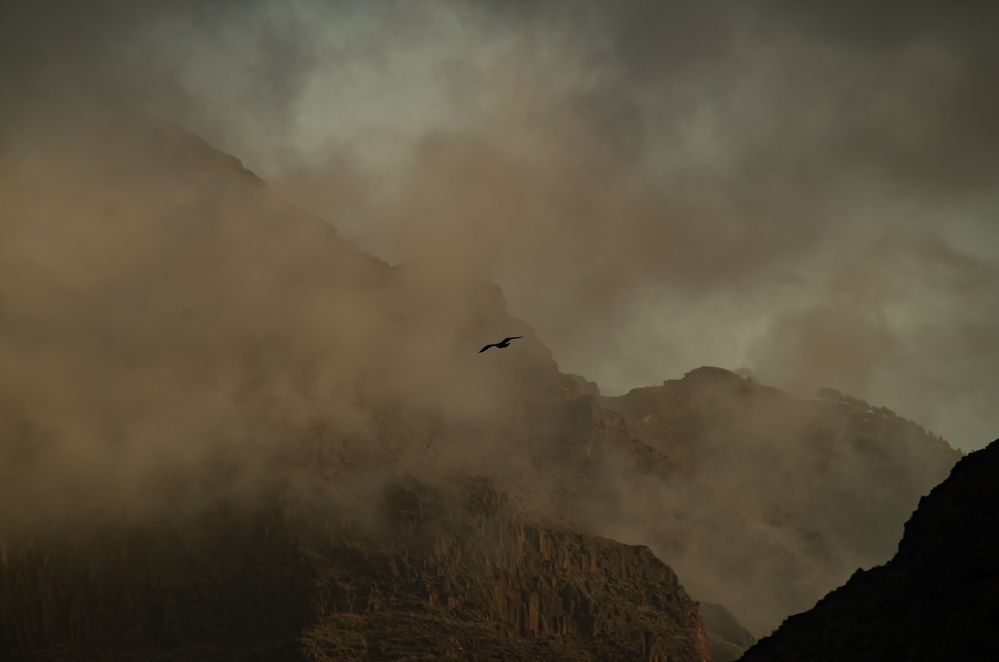 Gaviota entre nubes