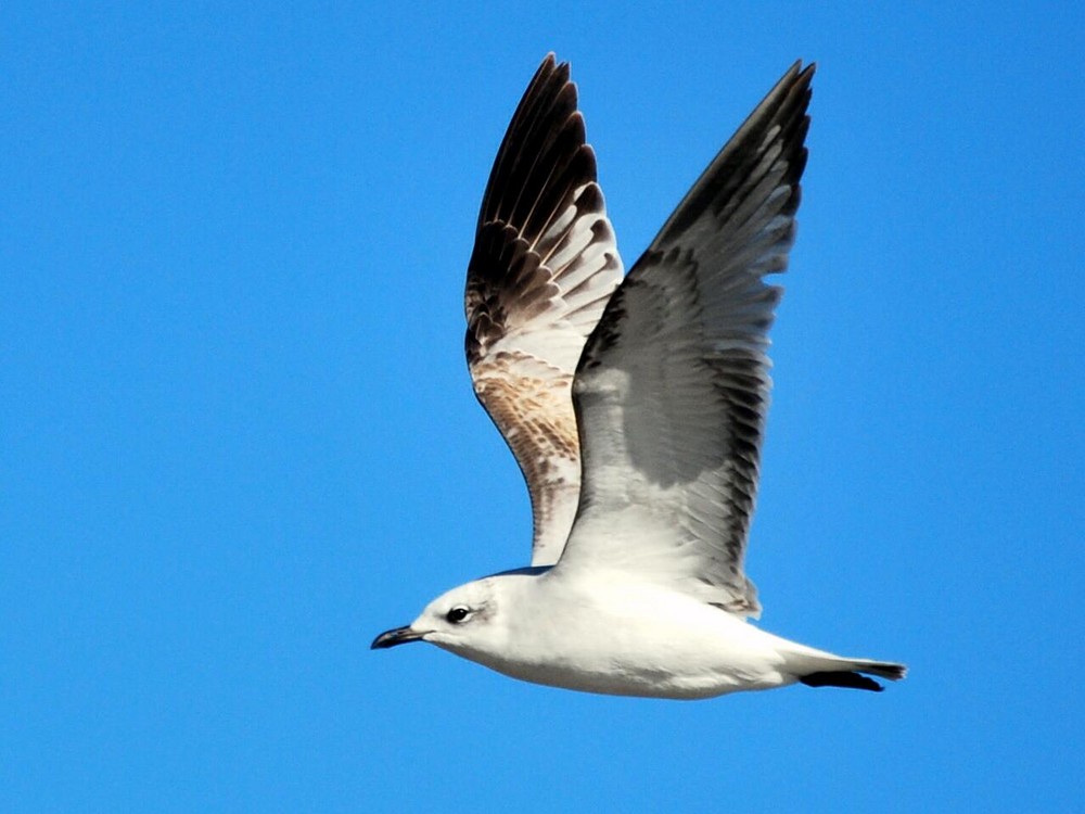 GAVIOTA (Evidentemente)