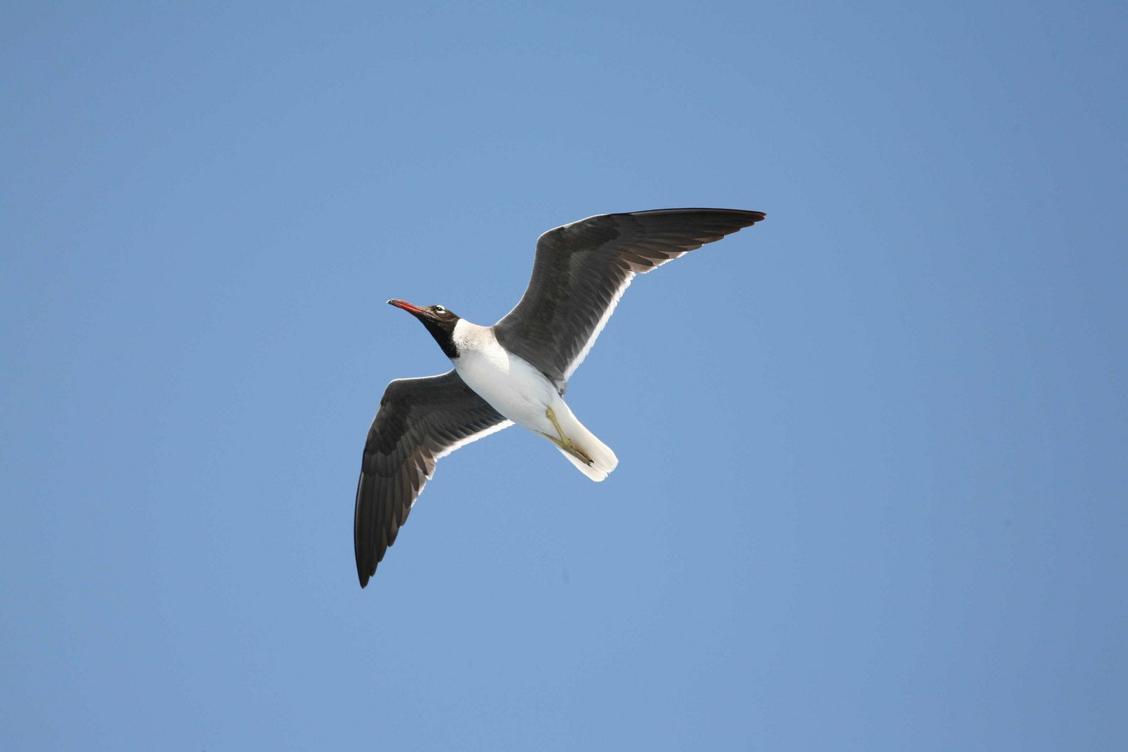 Gaviota