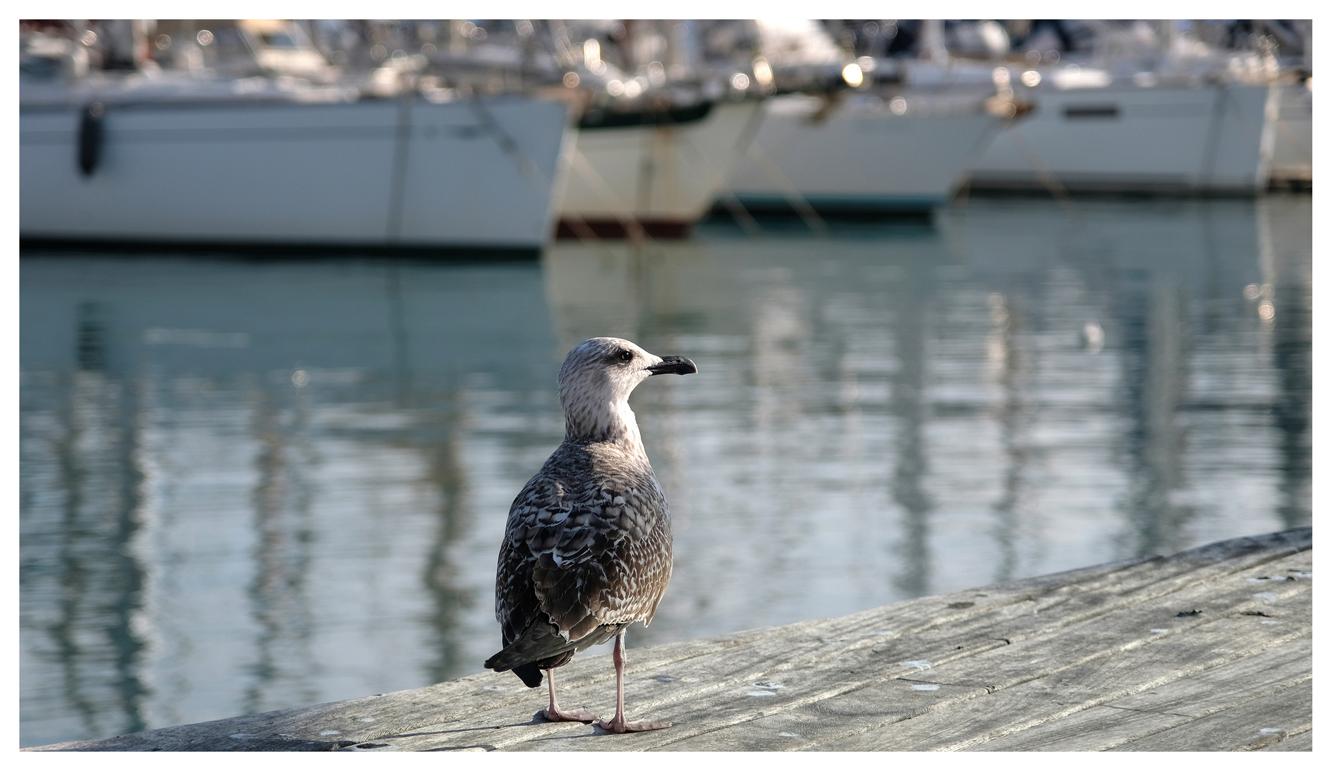 Gaviota