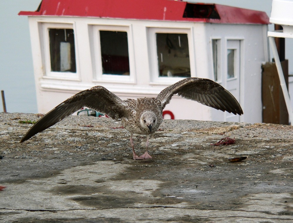 Gaviota feroz