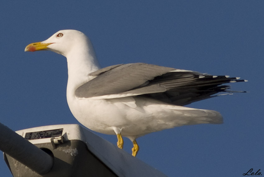 Gaviota II.