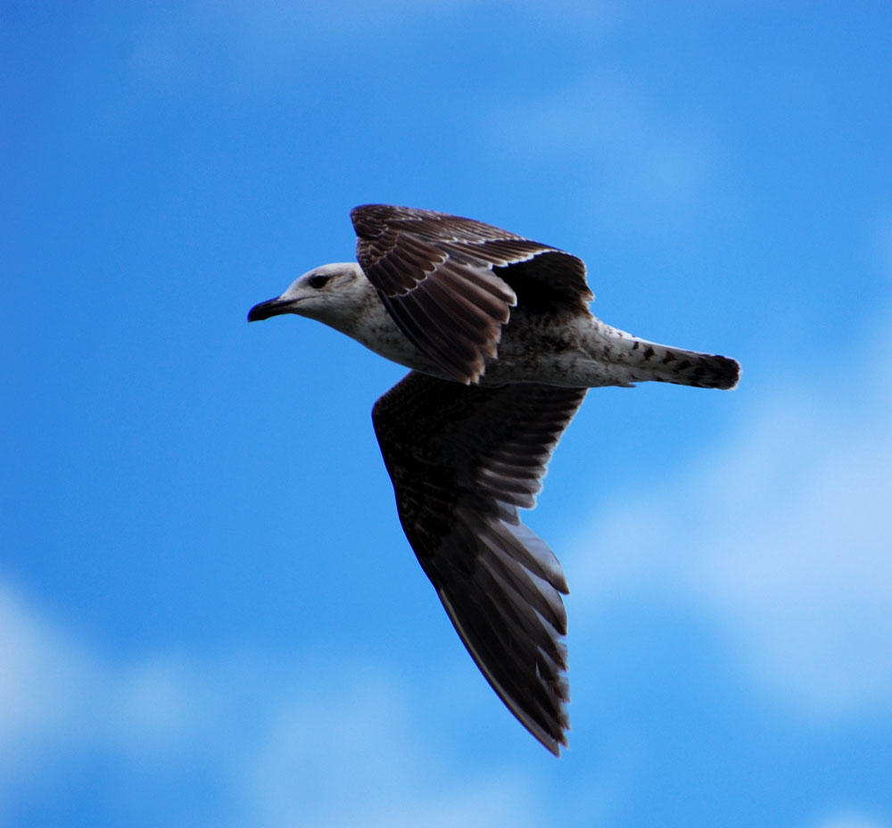 Gaviota joven en vuelo