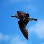 Gaviota joven en vuelo