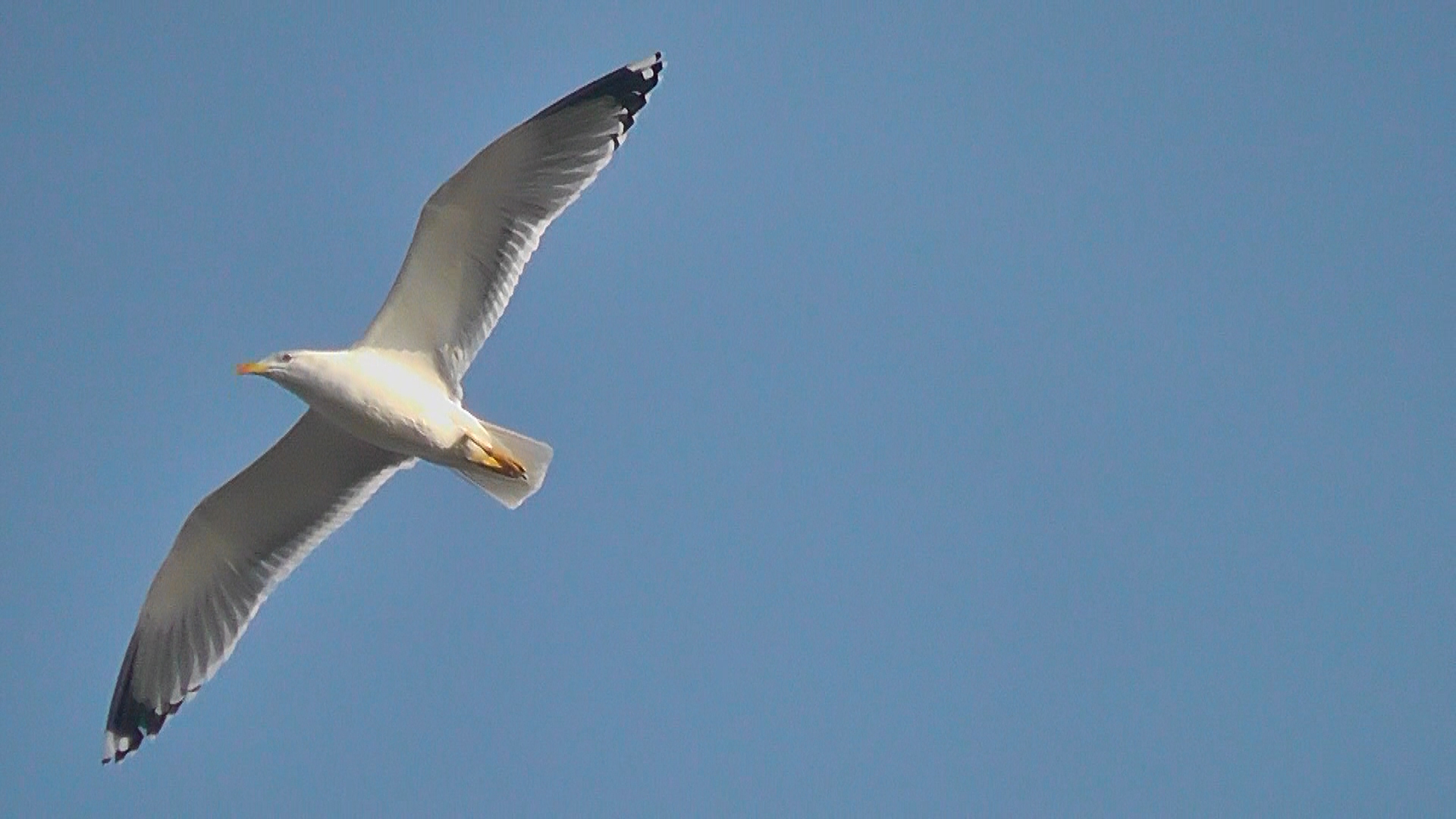 Gaviota liberada...:)