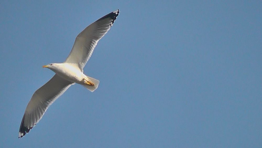 Gaviota liberada...:) de cristian13s 