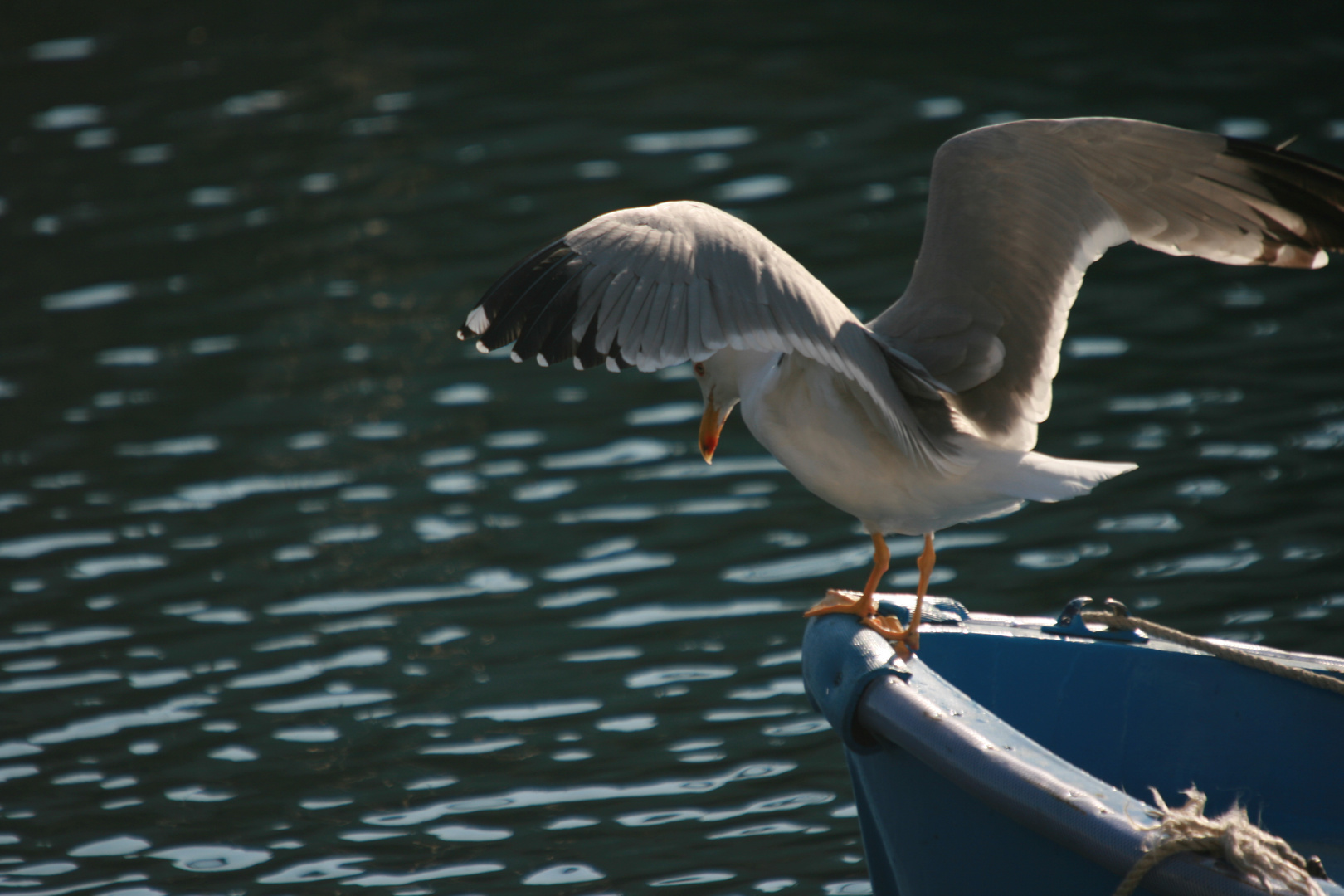 gaviota mirando el agua