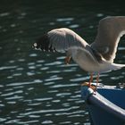 gaviota mirando el agua