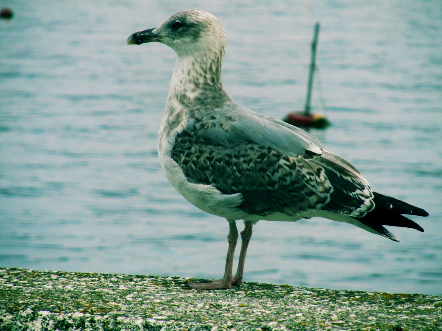 gaviota mirando el mar