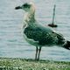 gaviota mirando el mar