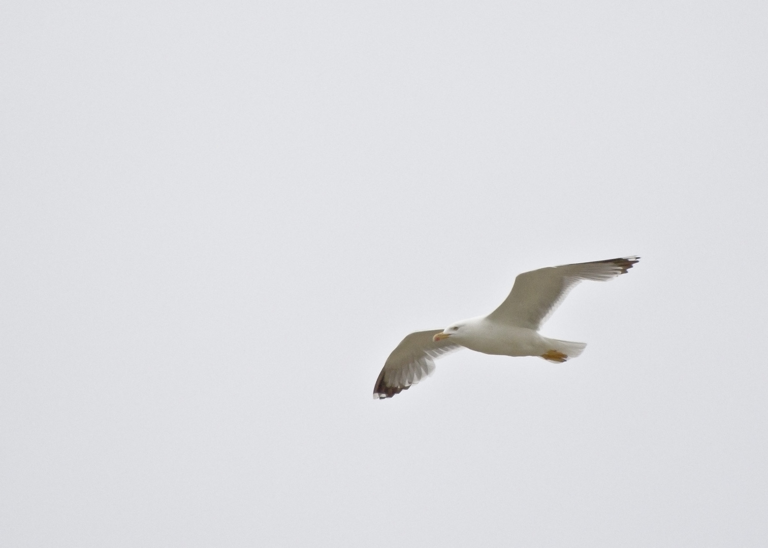 Gaviota patiamarilla.