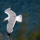 Gaviota patiamarilla (Silbermöwe)