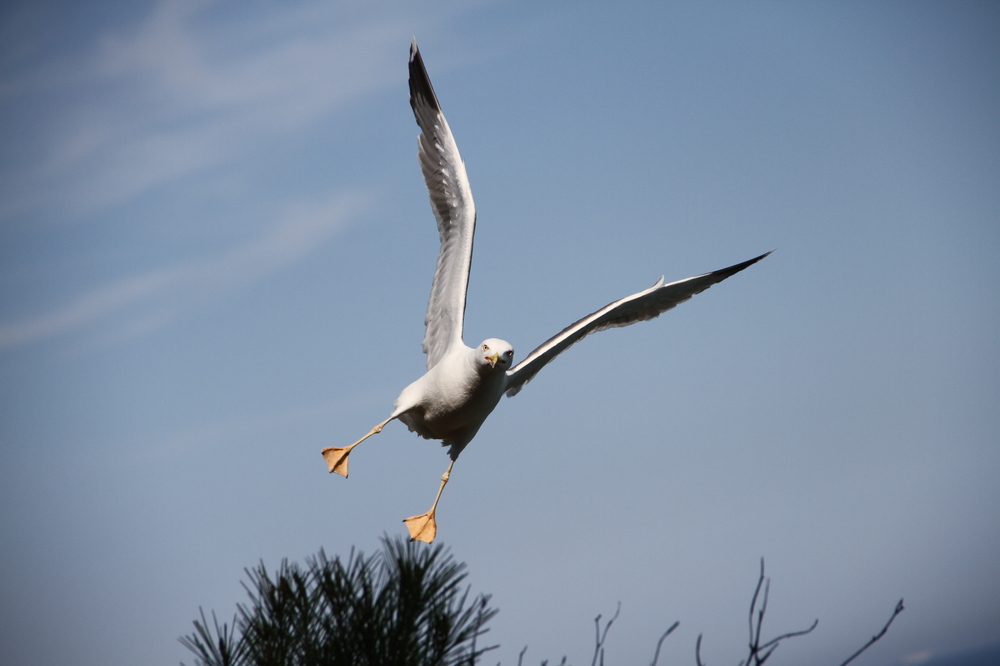 Gaviota patiamarilla (Silbermöwe)