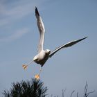 Gaviota patiamarilla (Silbermöwe)