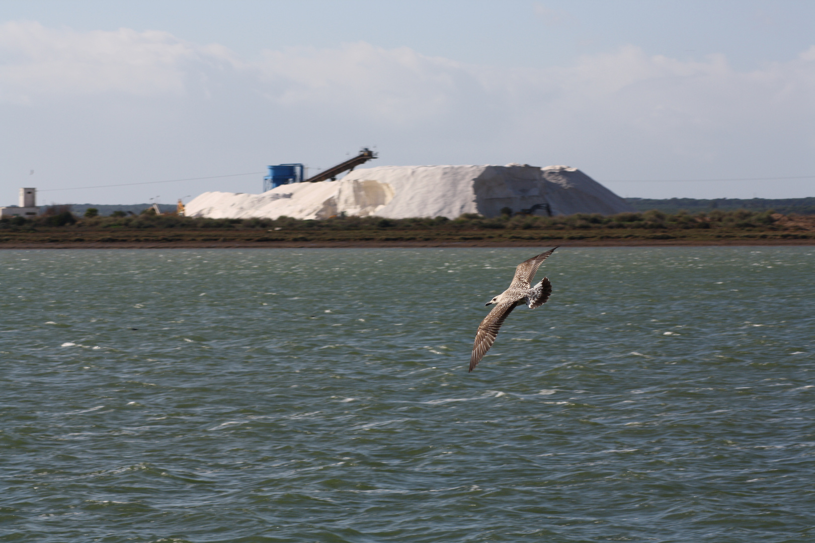 Gaviota planeando