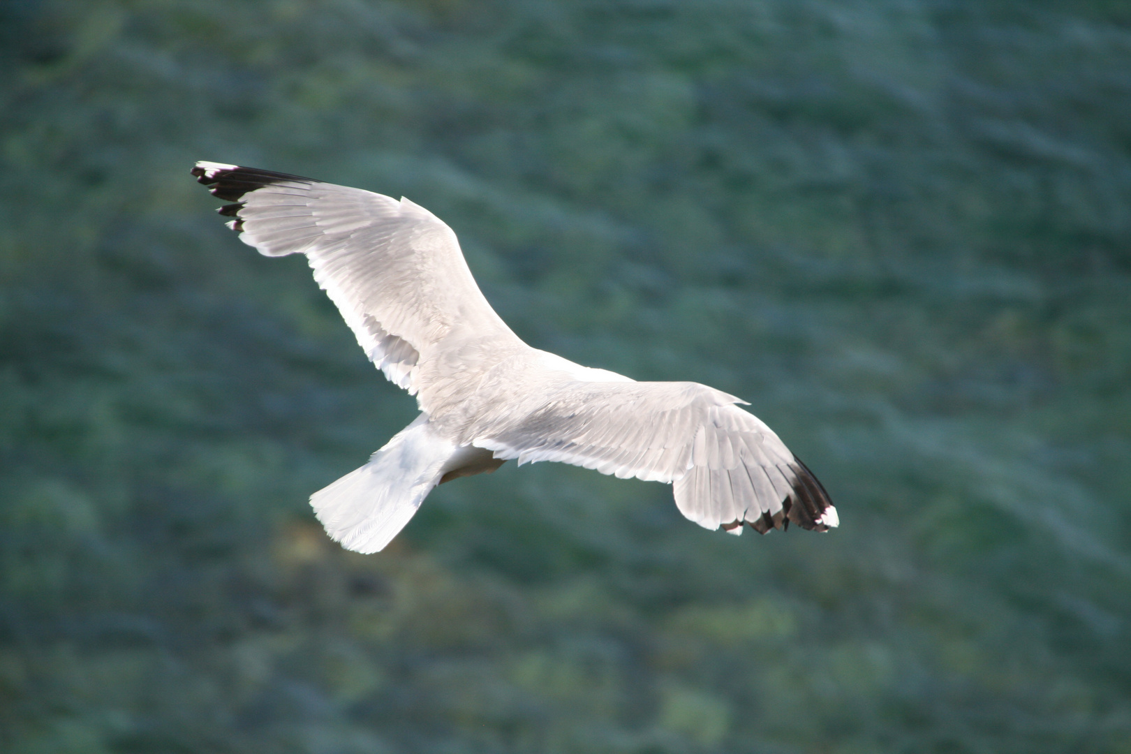 gaviota planeando