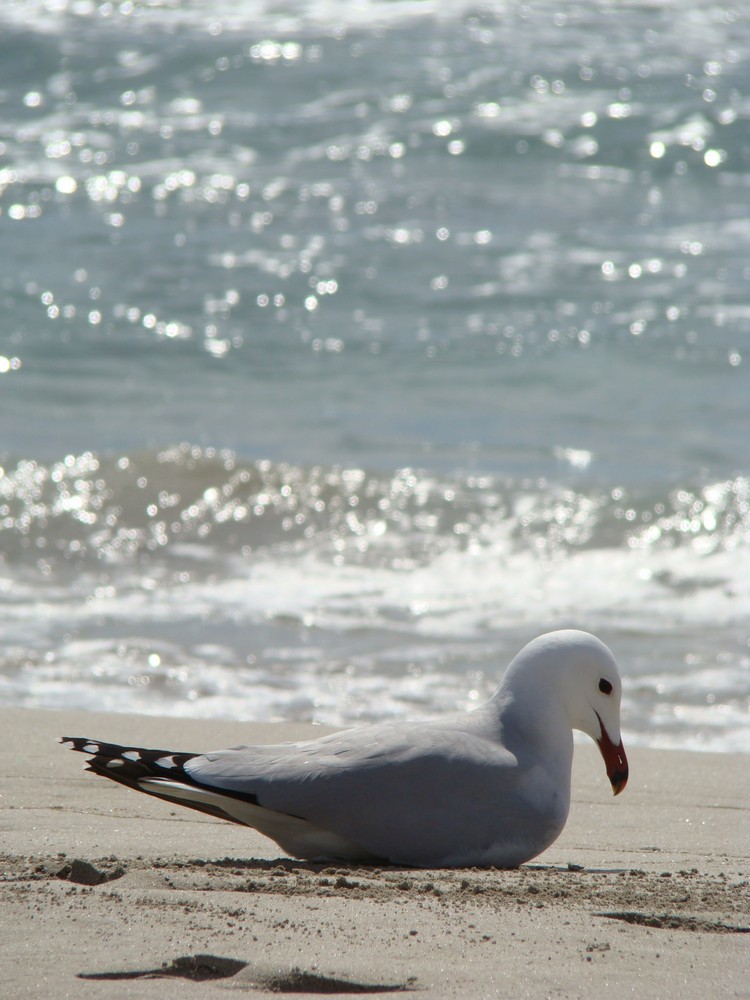 Gaviota, playa, mar - Seagull, beach, sea.