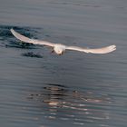 gaviota polar ó groenlandesa