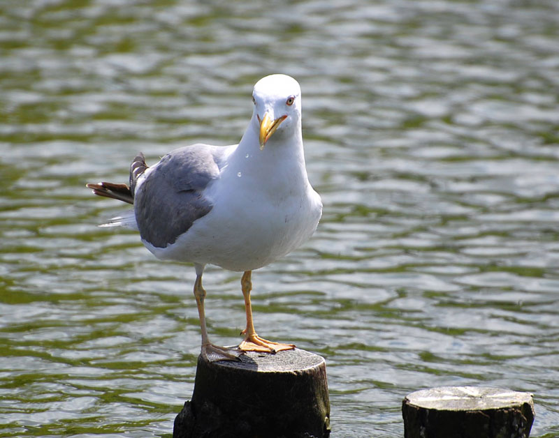 Gaviota posada