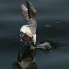 GAVIOTA REIDORA