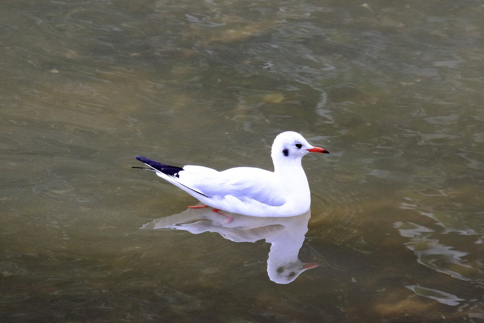 Gaviota reidora