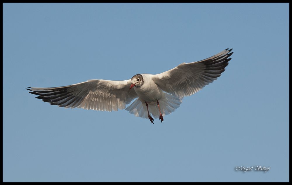 Gaviota Reidora