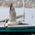 Gaviota reidora-Lachmöwe