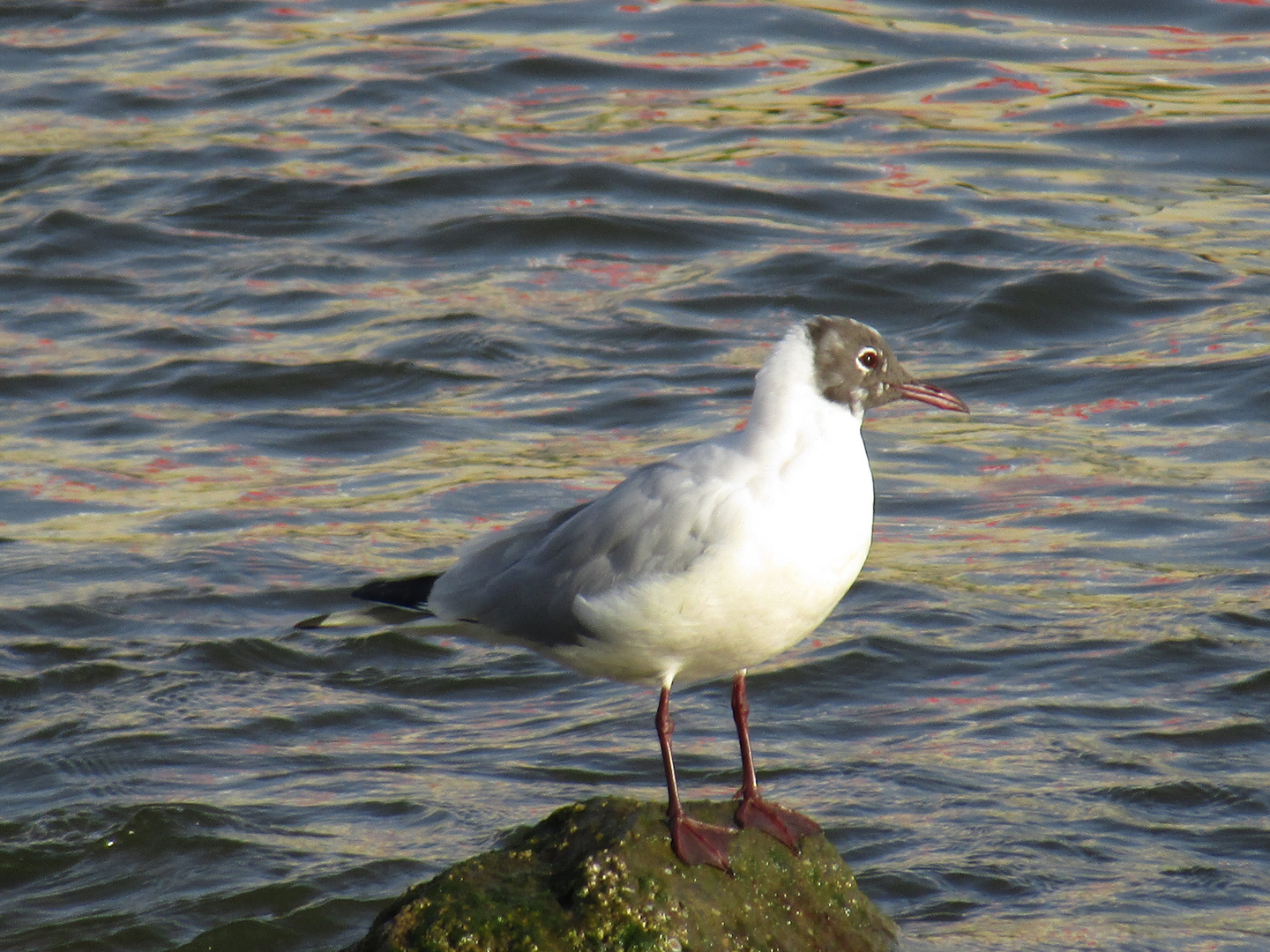 gaviota reidora (Larus ridibundus)