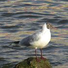 gaviota reidora (Larus ridibundus)