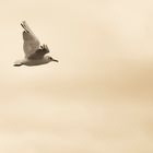 Gaviota sobre Zarautz