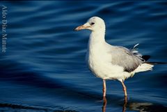 Gaviota Solitaria