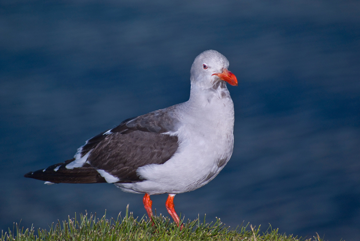 Gaviota - Tierra del fuego - Argentina