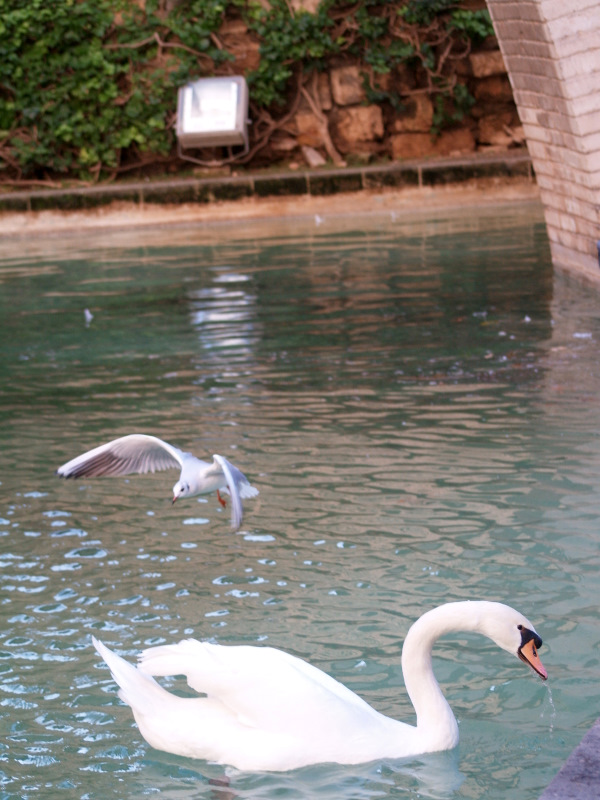 Gaviota y Cisne