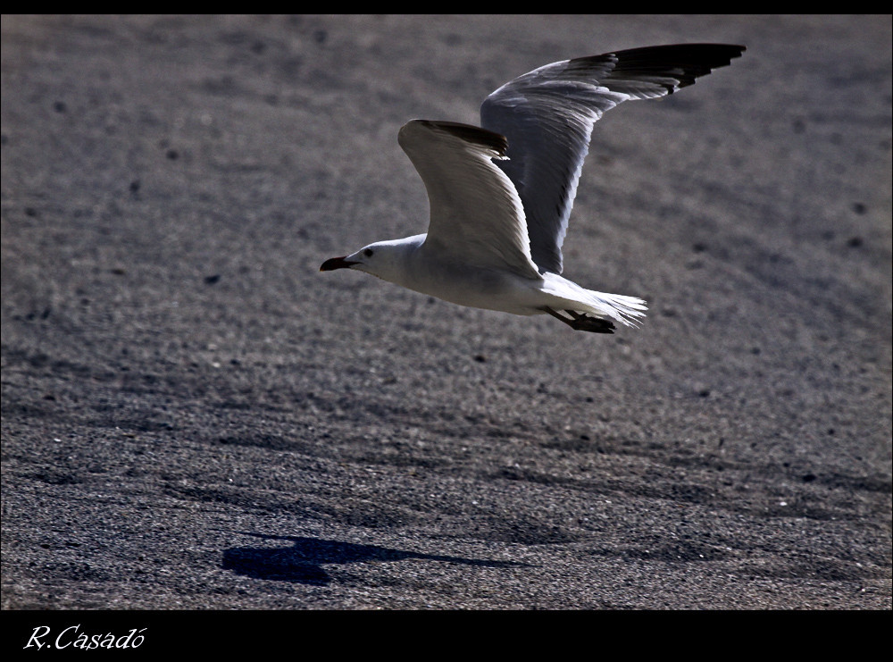 Gaviota y sombra