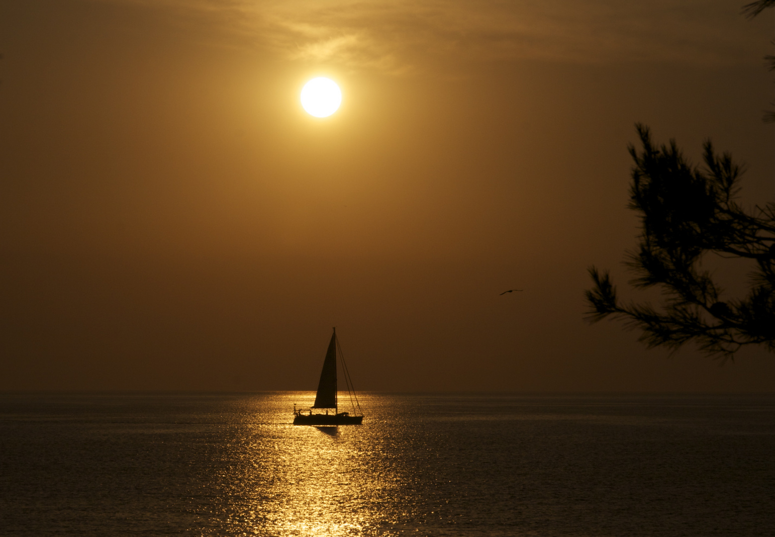 Gaviota y velero errante