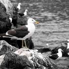 Gaviota Zapallarina