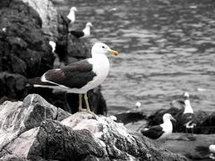 Gaviota Zapallarina