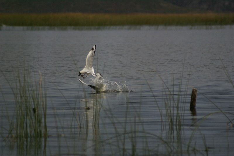 Gaviotas