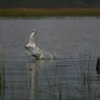 Gaviotas