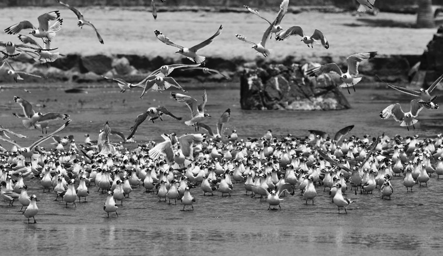 Gaviotas