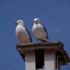 Gaviotas