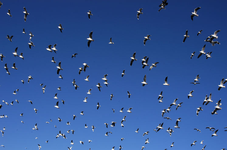 gaviotas