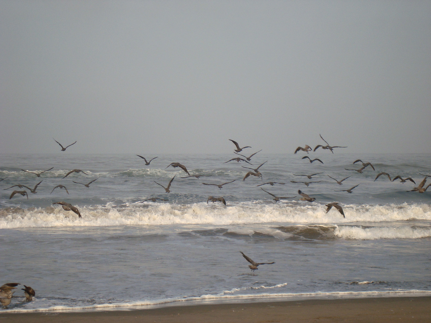 Gaviotas