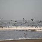 Gaviotas