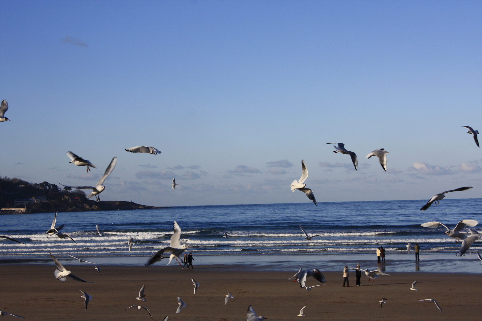 gaviotas