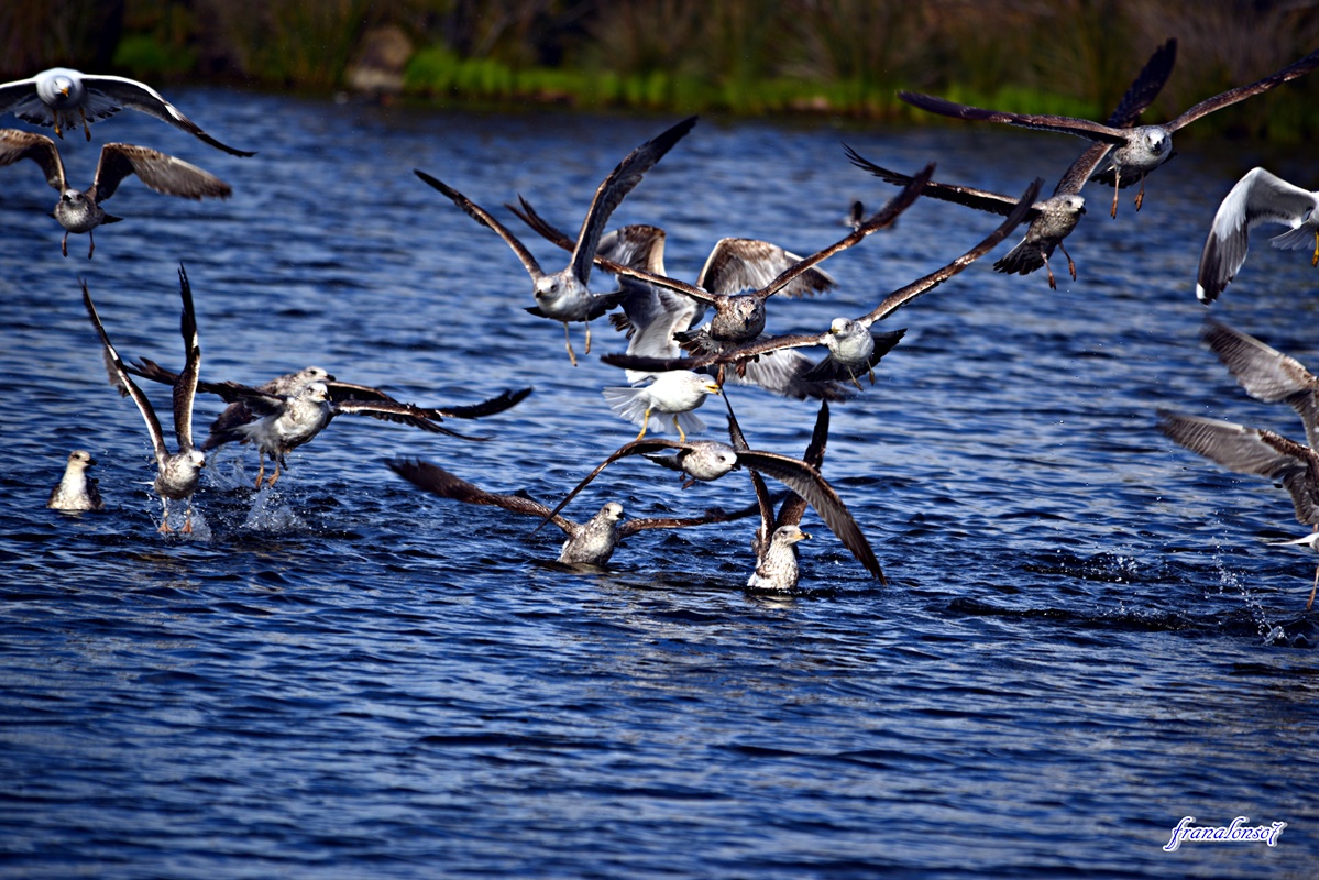 Gaviotas