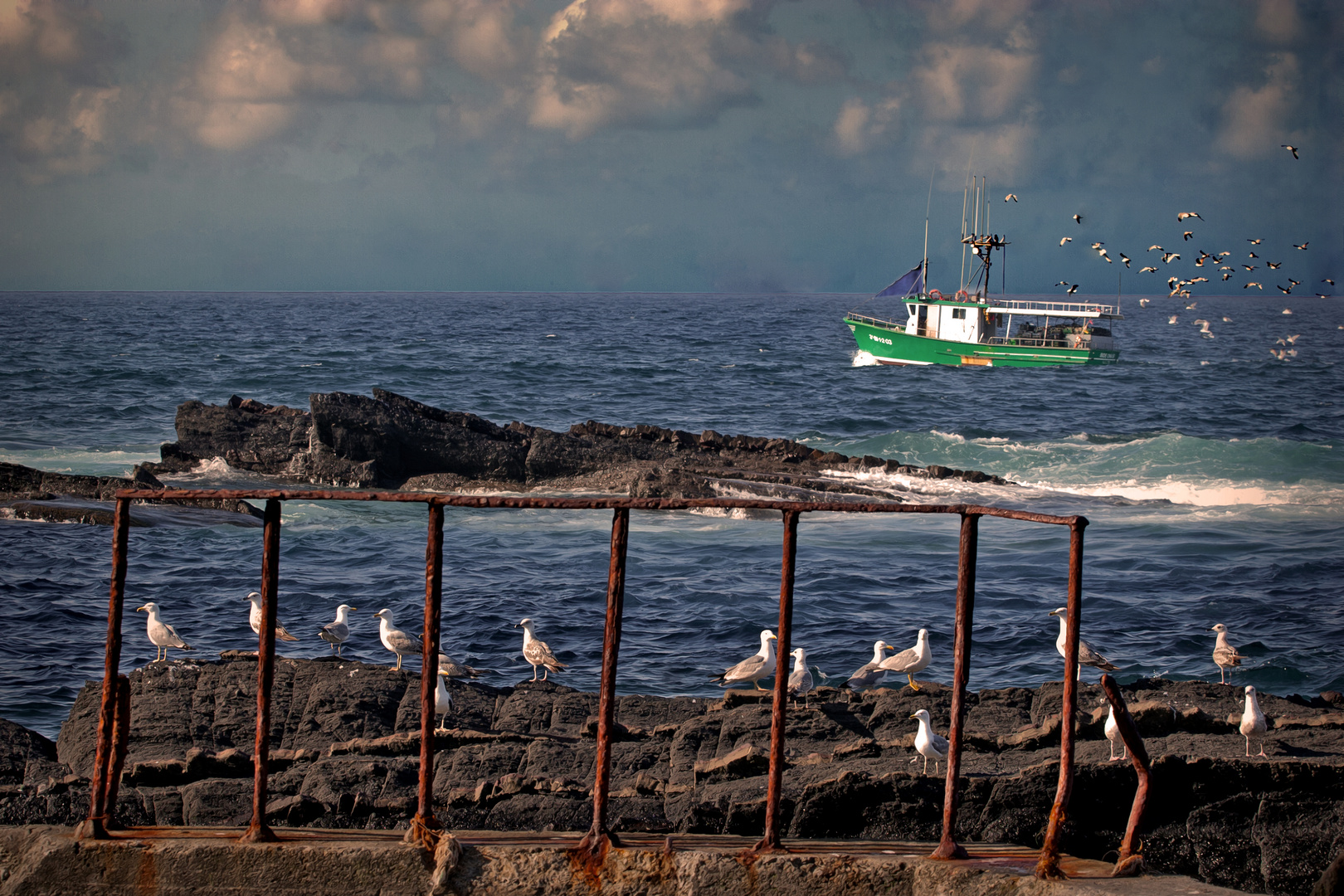 gaviotas